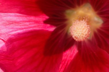 Kırmızı Gül Fatma çiçek yakın çekim