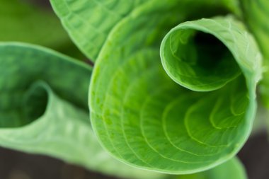 Hosta yaprakları bir curle içinde