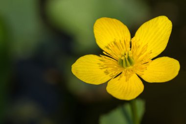 Marsh marigold çiçek gölet