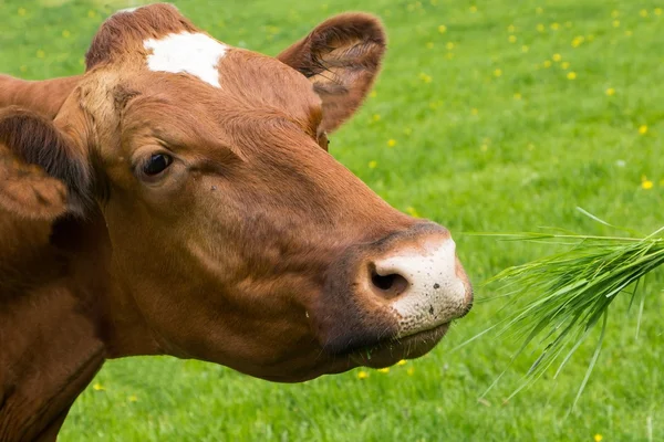 Коричнева корова їсть траву — стокове фото