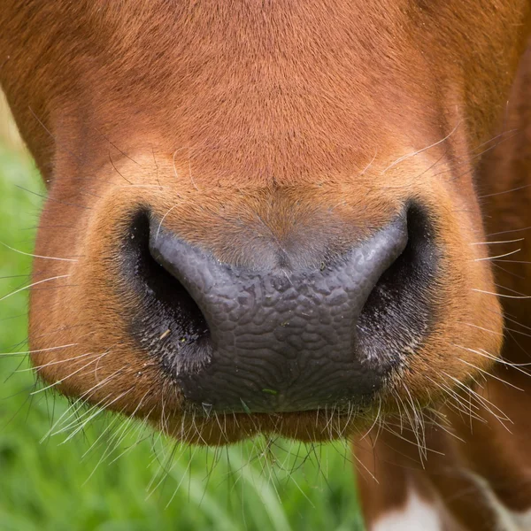 Close-up pf een koeien neus — Stockfoto