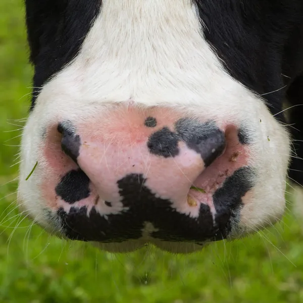 Närbild pf en kor näs — Stockfoto