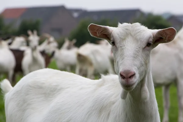 Witte vrouwelijke geit — Stockfoto