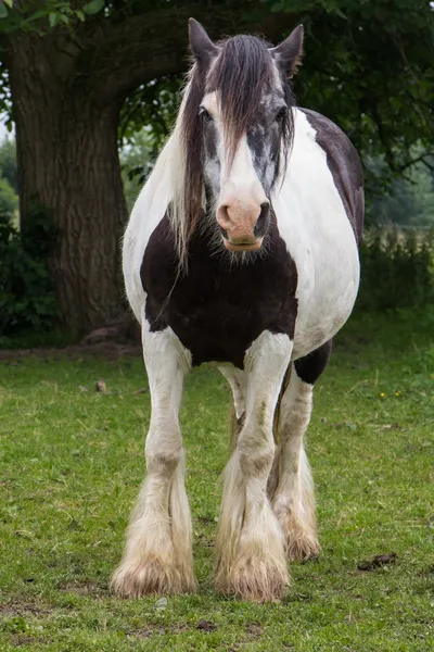 Cavalo cigano — Fotografia de Stock