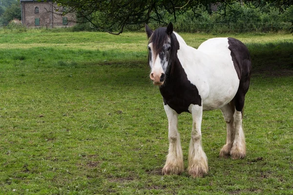 Zigeunerpferd — Stockfoto