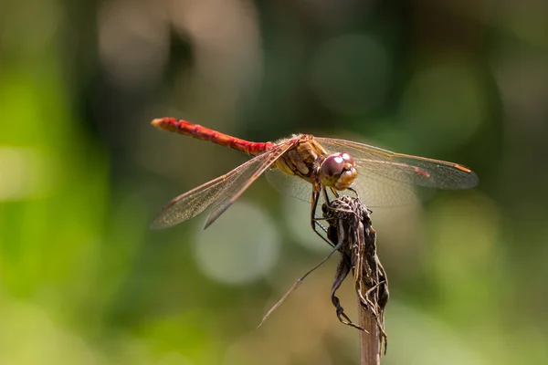 Macro darter vagante libellula — Foto Stock