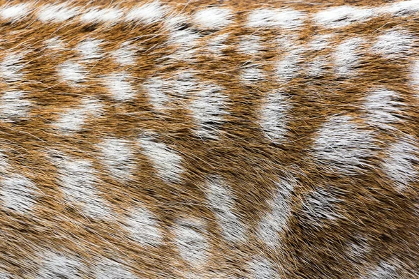 Close-up van een reeën in een openbaar park — Stockfoto