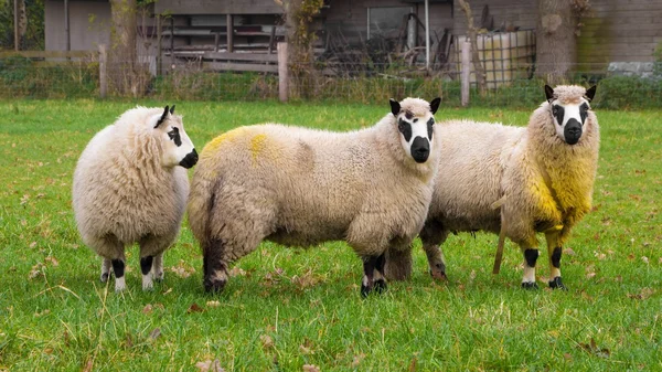Kerry sheep — Stock Photo, Image