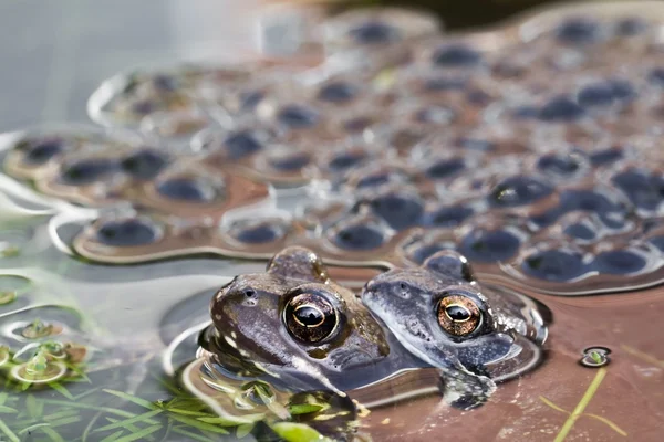 Rana bruna con deposizione delle uova in uno stagno — Foto Stock