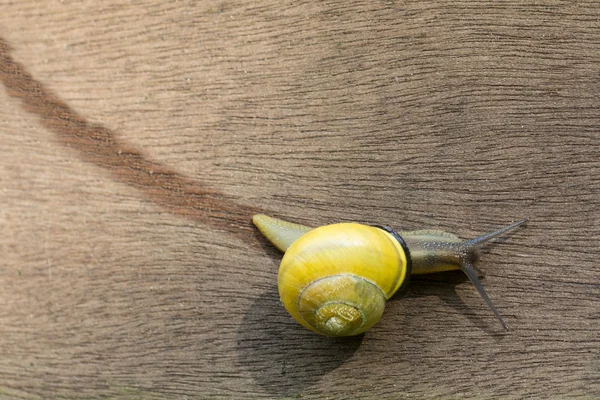 Snigel spår bildar en gul snigel på trä bakgrund — Stockfoto