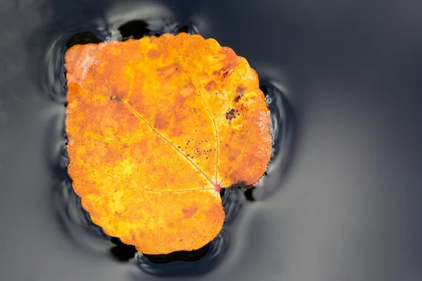Makro en hösten färgade blad med dagg droppar — Stockfoto