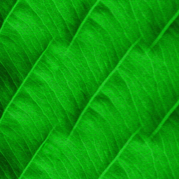 Fondo verde abstracto —  Fotos de Stock