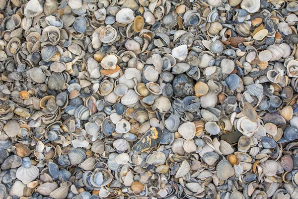 Arrière-plan avec petites coquilles de la mer du Nord — Photo