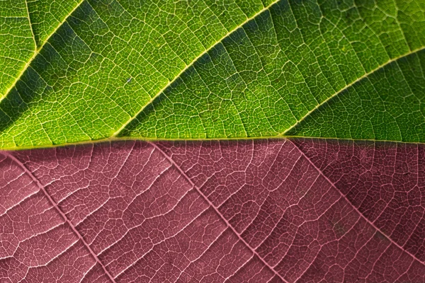 Dwóch kolorowych liści — Zdjęcie stockowe