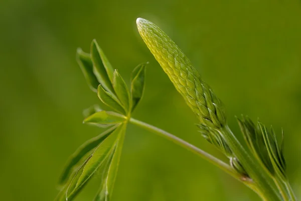 Lupins sauvages presque floraison — Photo