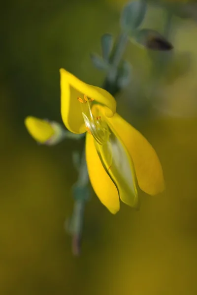 Yellow laburmun flower — Stock Photo, Image