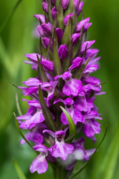 Wild pink orchid — Stock Photo, Image