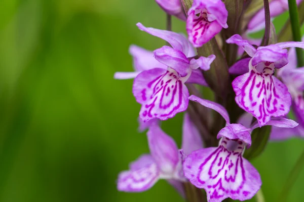 Wild roze orchid — Stockfoto