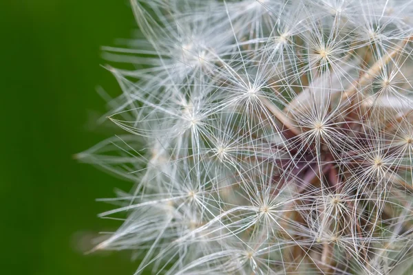 Dandelion blooming and seeds — Stock Photo, Image
