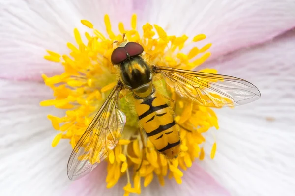 Fiore di papavero bianco rosa primo piano con un hoverfly — Foto Stock