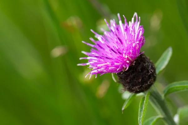 Wild jacea flower blooming — Stock Photo, Image