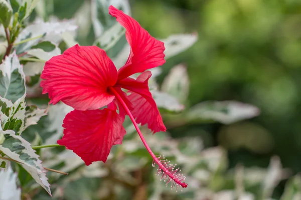 빨간 hybiscus 꽃 매크로 — 스톡 사진
