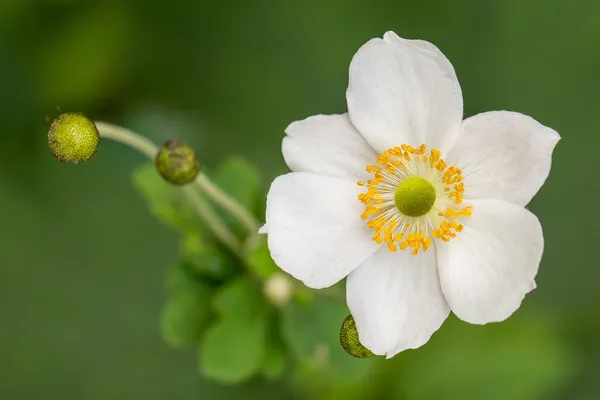 Білий anemone макросу — стокове фото