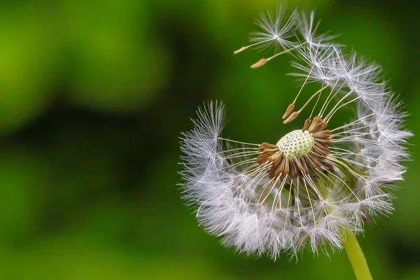 Dandelion blooming and seeds — Stock Photo, Image