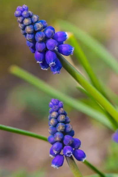 Blue bells flowers blooming in the garden — Stock Photo, Image