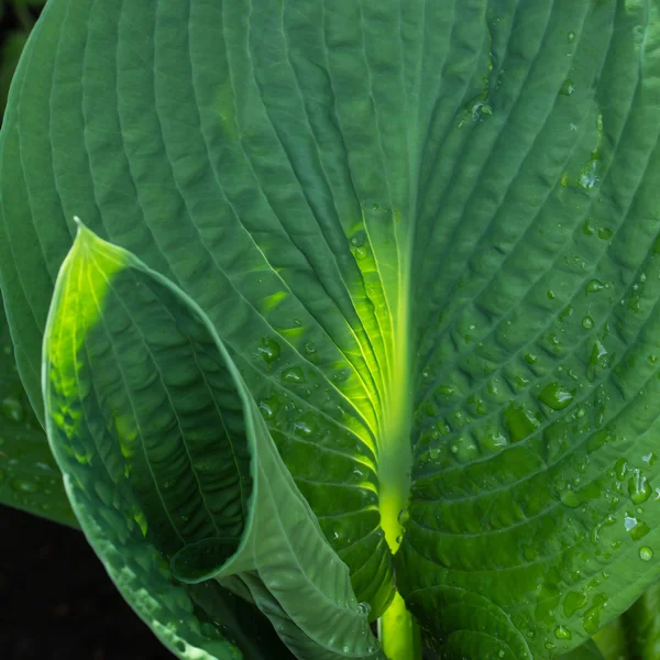 Hosta yaprakları bir curle içinde