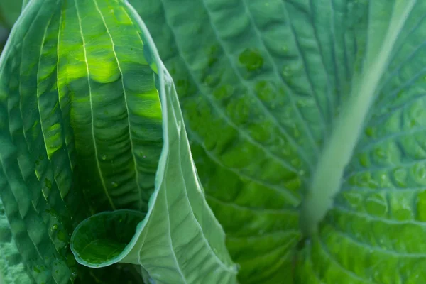 Hosta hojas en un rizo —  Fotos de Stock