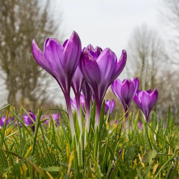 Kamu Parkı pembe crocus-bahar — Stok fotoğraf