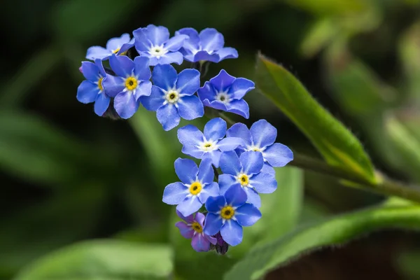 Flor de nomeolvides azul — Foto de Stock