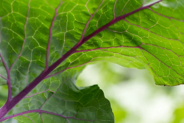 Blad av rödkål i en köksträdgård — Stockfoto