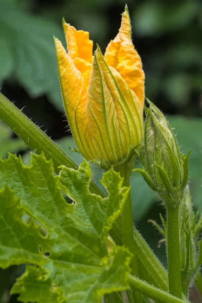 Yellow corugette flower — Stock Photo, Image