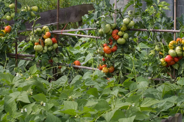 Greenhouse and flowers in the vegetable garden — Stock Photo, Image