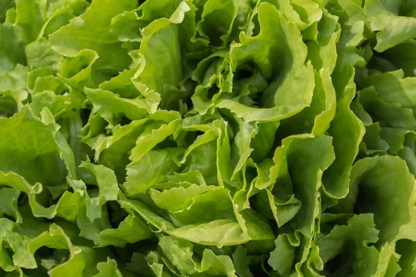 Verschiedene Arten von frischem Salat — Stockfoto