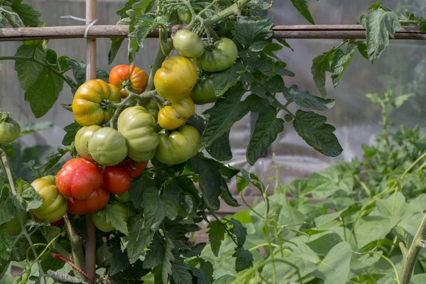 Rijpe tomaat de moestuin — Stockfoto