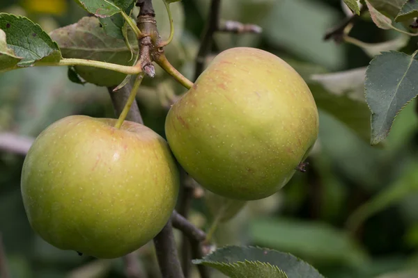 Reife Äpfel hängen an einem Baum in der Sonne — Stockfoto