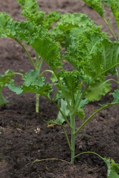 Young kale growing in the vegetable garden — Stock Photo, Image