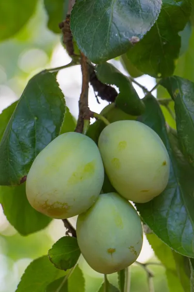 Almost ripe plum hanging on a tree — Stock Photo, Image