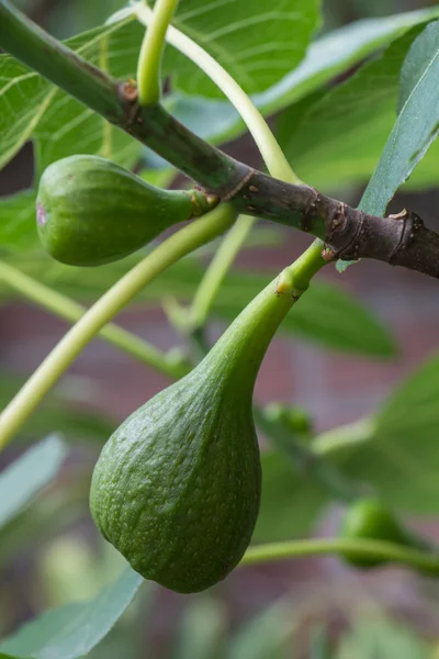 Figs on a tree — Stock Photo, Image