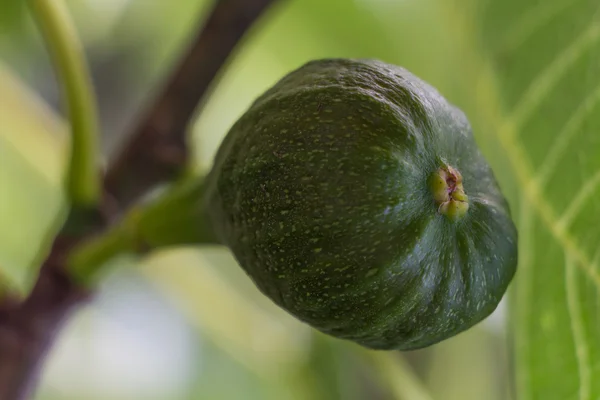 Fichi su un albero — Foto Stock