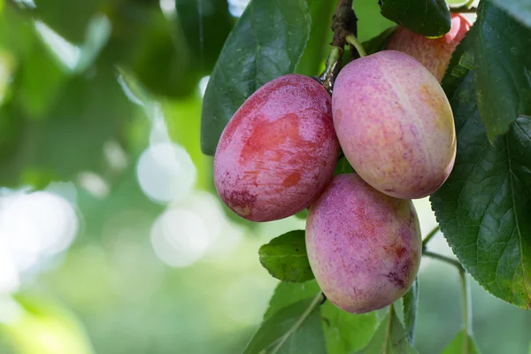 Reife Pflaume hängt an einem Baum — Stockfoto