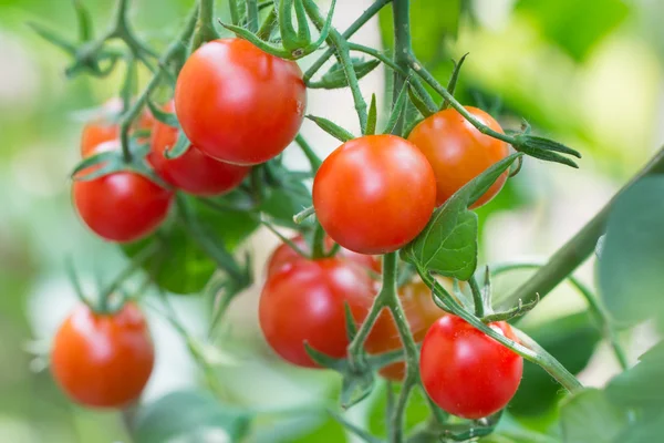 Ripe hanging cherry tomato — Stock Photo, Image