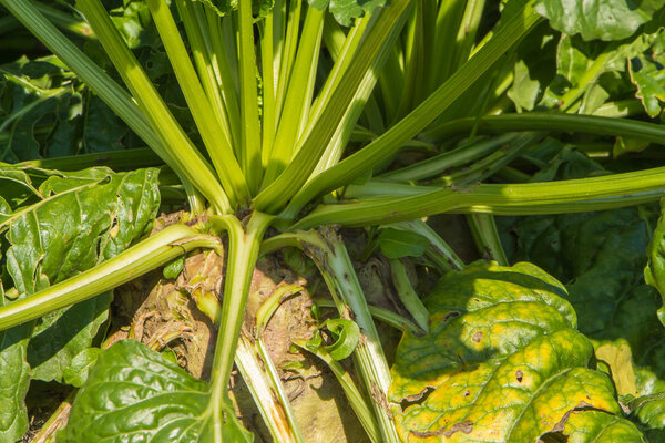 Sugar beats on the field