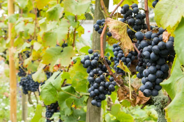 Uvas azules maduras en vinyard — Foto de Stock