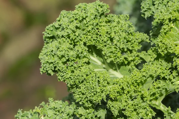 Makro von frischem Grünkohl — Stockfoto