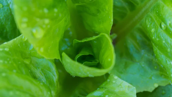 Detail listů hlávkového salátu — Stock fotografie