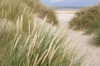 Dutch sand dunes clipart